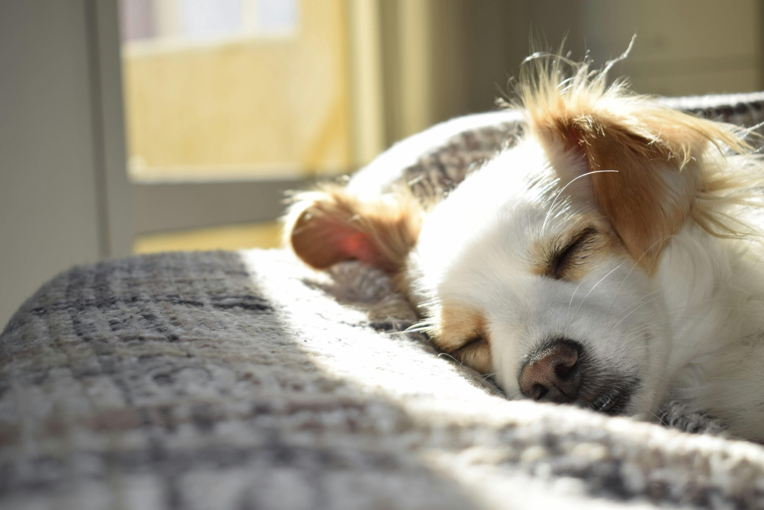 Warum schlafen Hunde so viel? Erklärung und Hinweise