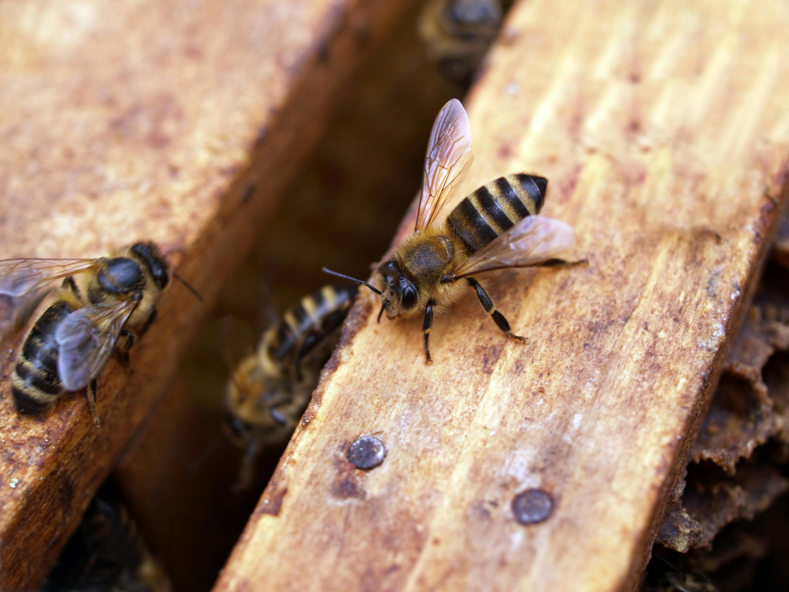 Wie bauen Bienen ihr Nest? Lösung und Hinweise
