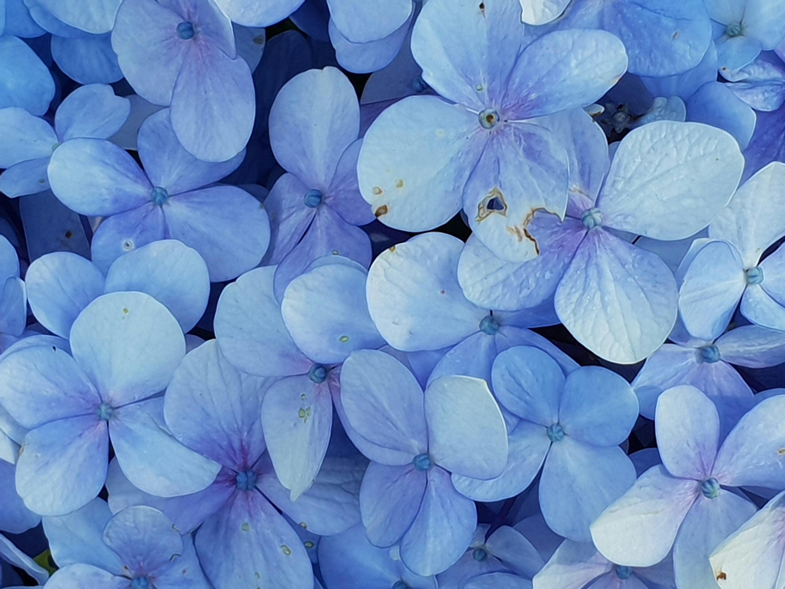 Welche Blütenfarbe hat die Hortensie Annabelle und wie beeinflusse ich sie?