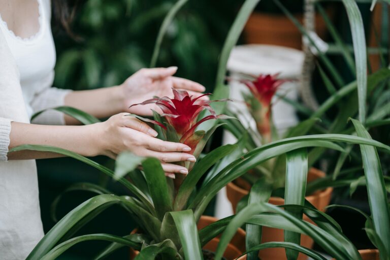 Wie pflege ich meine Bromelien im Badezimmer richtig?