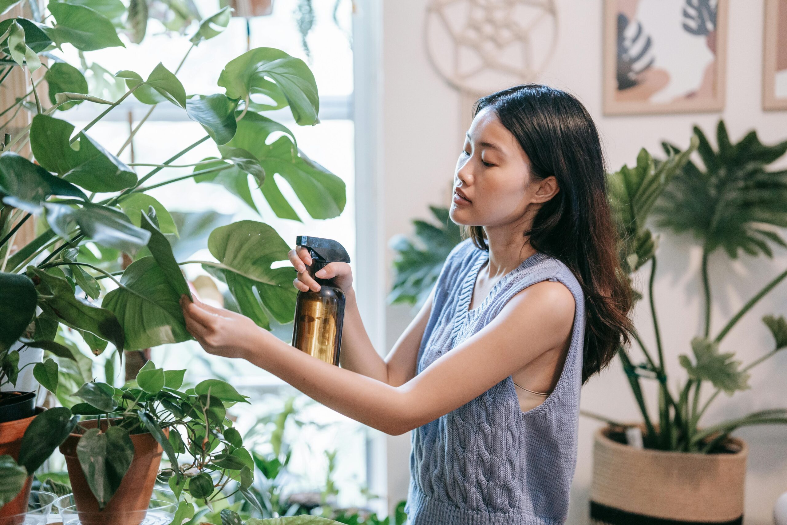 Welche Pflege benötigt eine Monstera Deliciosa im Winter?