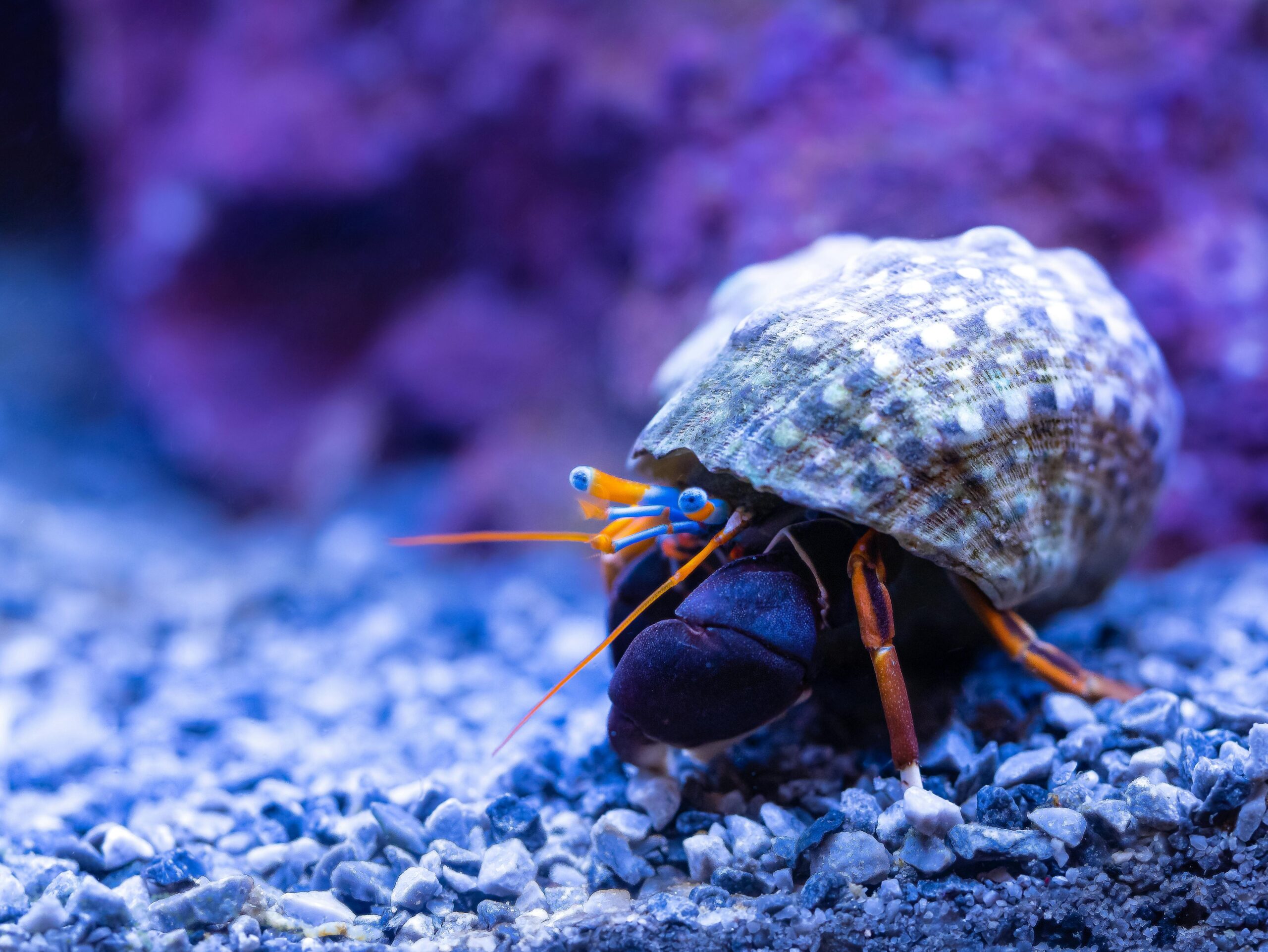 Welche Wasserpflanzen sind ideal für ein Nano-Aquarium?