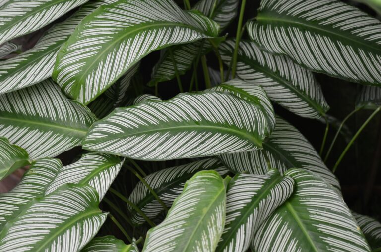 Welche Gießgewohnheiten sind optimal für meine Calathea Orbifolia im Wohnzimmer?