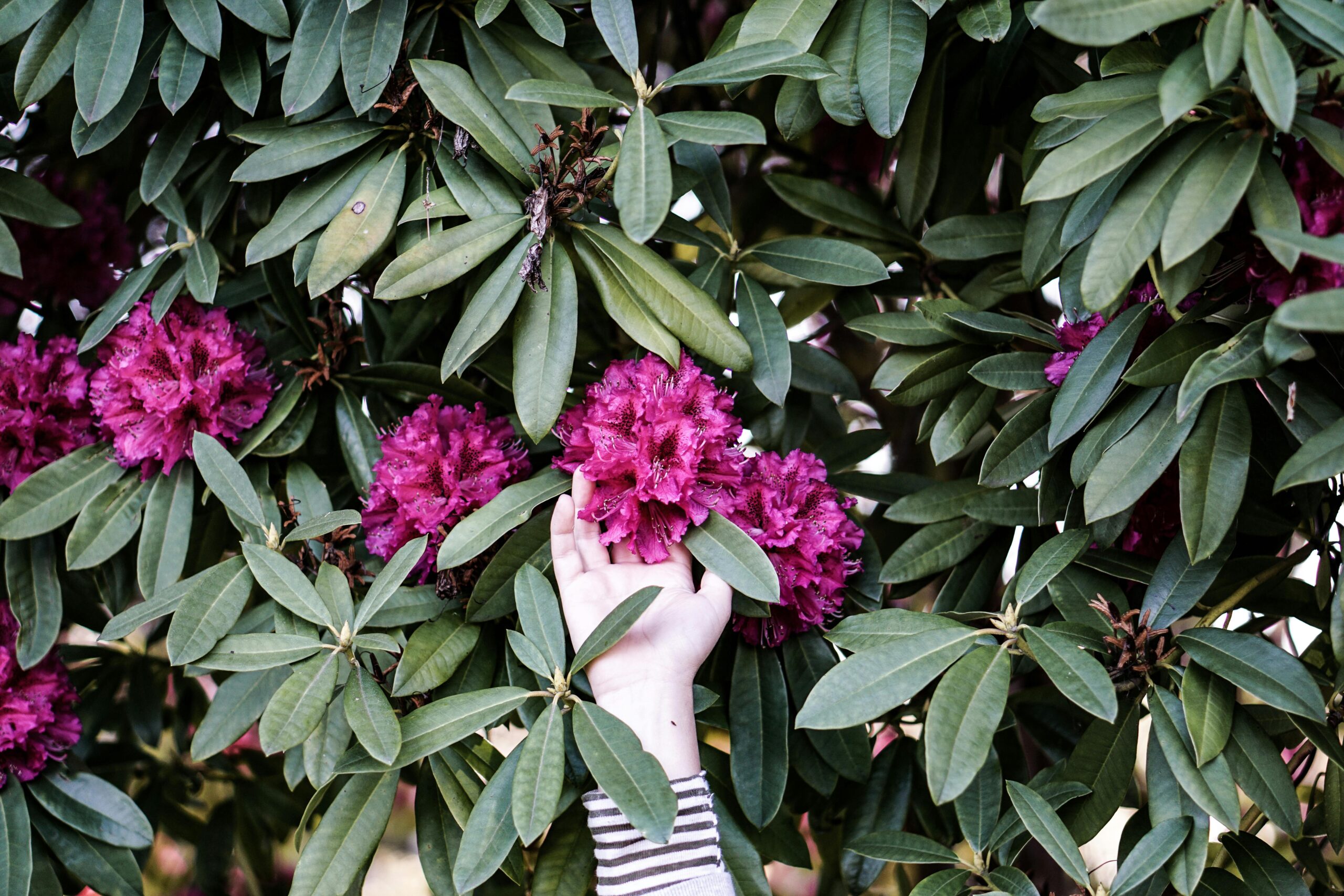 Welche Rolle spielt der pH-Wert beim Wachstum meiner Rhododendren im Garten?