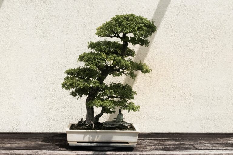 Welche Erde eignet sich am besten für die Anzucht von Bonsai-Bäumen?