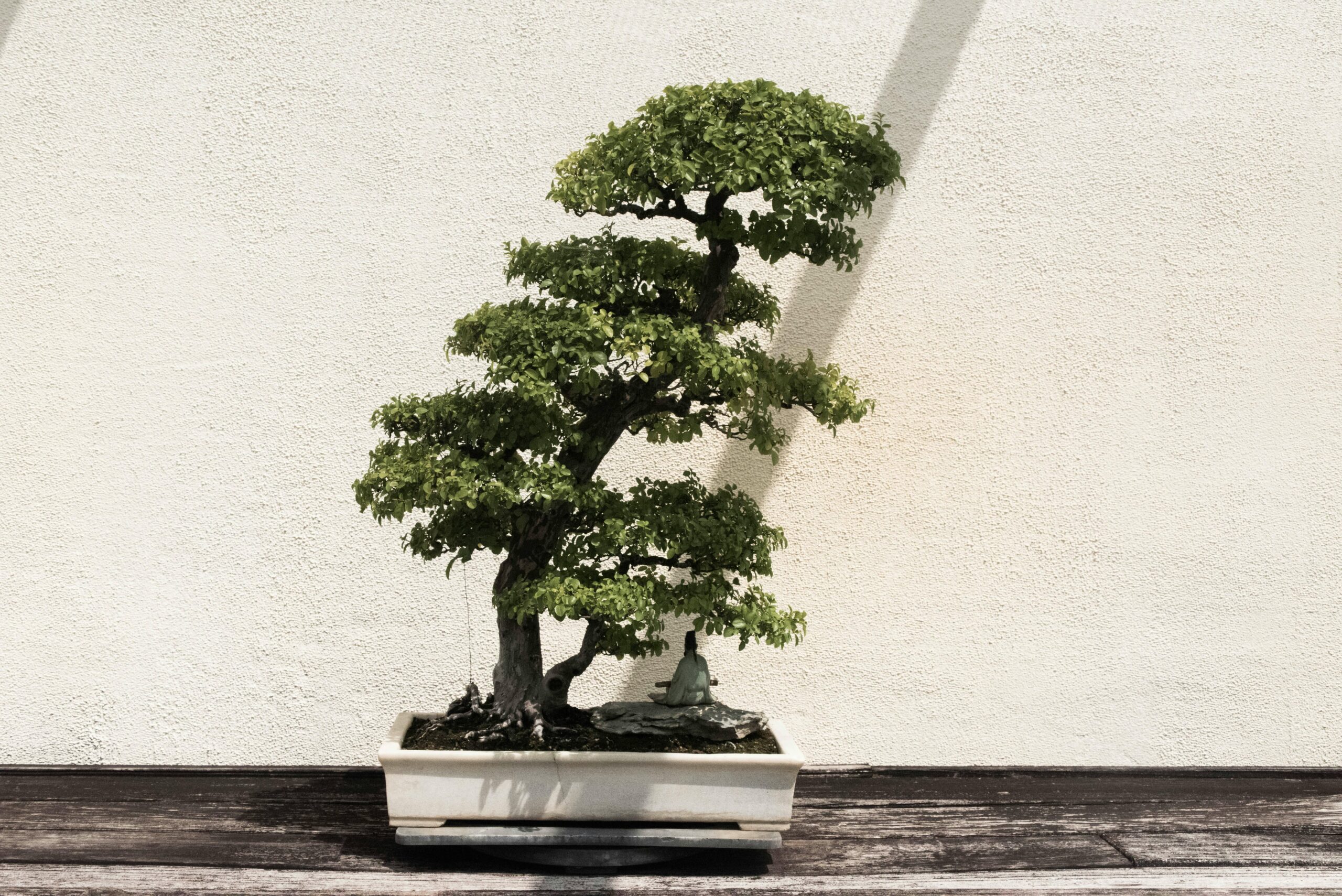 Welche Erde eignet sich am besten für die Anzucht von Bonsai-Bäumen?