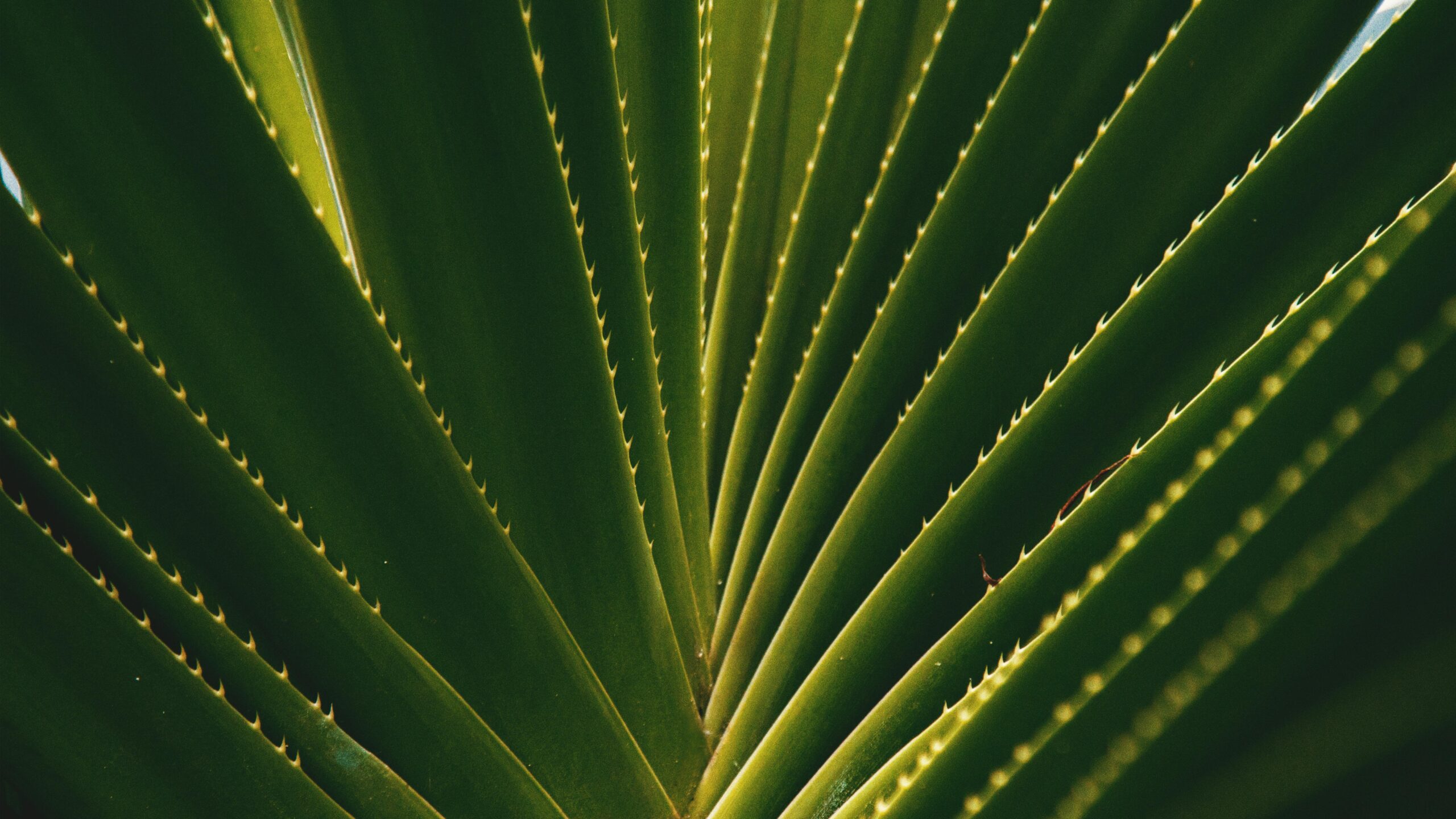 Welche Erde eignet sich am besten für die Pflege von Aloe Vera Pflanzen?