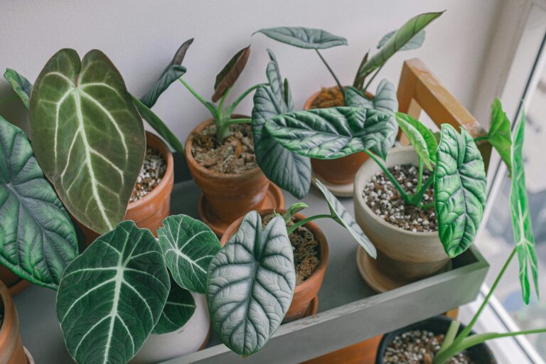 Welche Maßnahmen helfen gegen Spinnmilben an meiner Alocasia Zebrina?