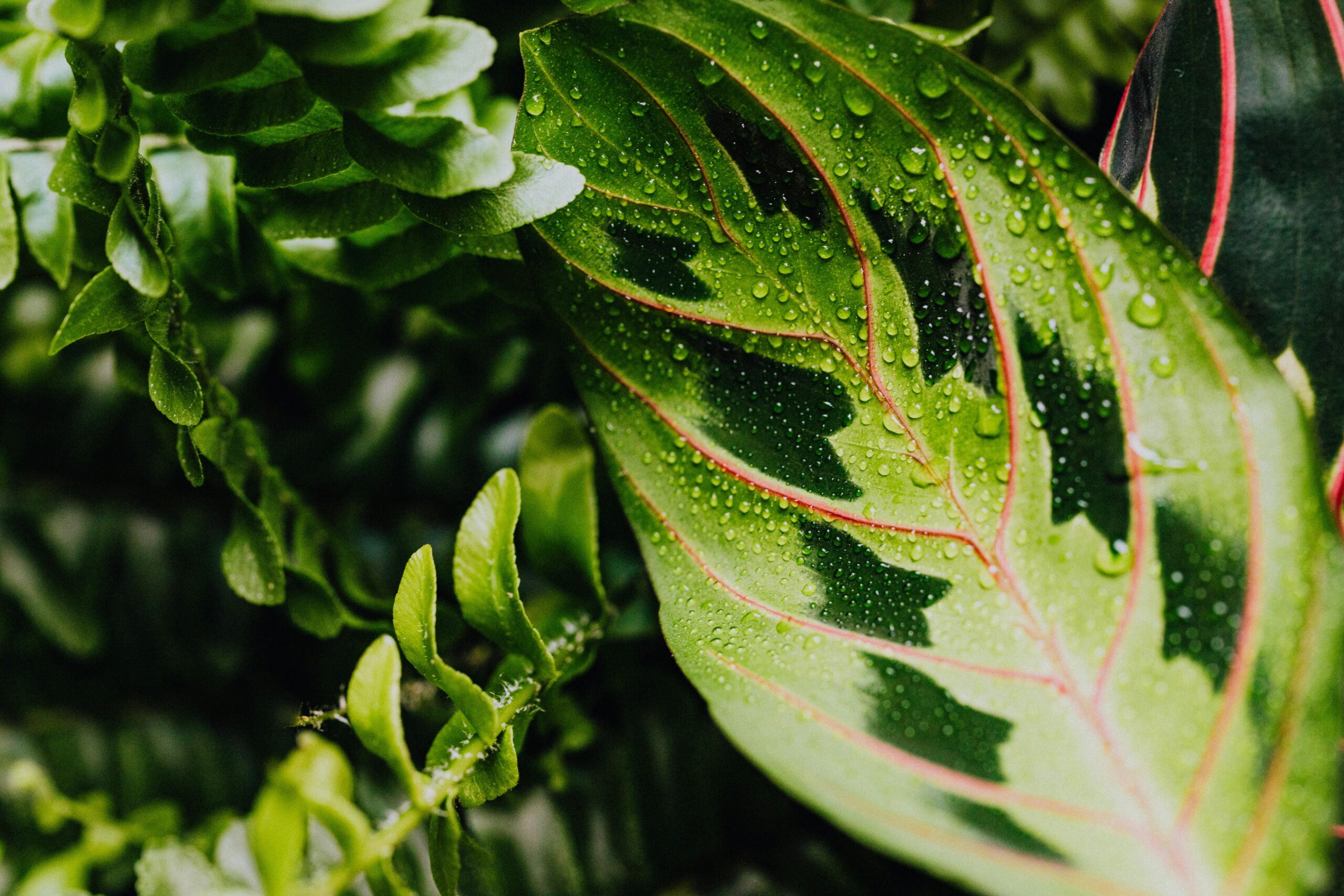 Welche Pflege benötigt eine Calathea Warscewiczii in einem Raum mit niedriger Luftfeuchtigkeit?