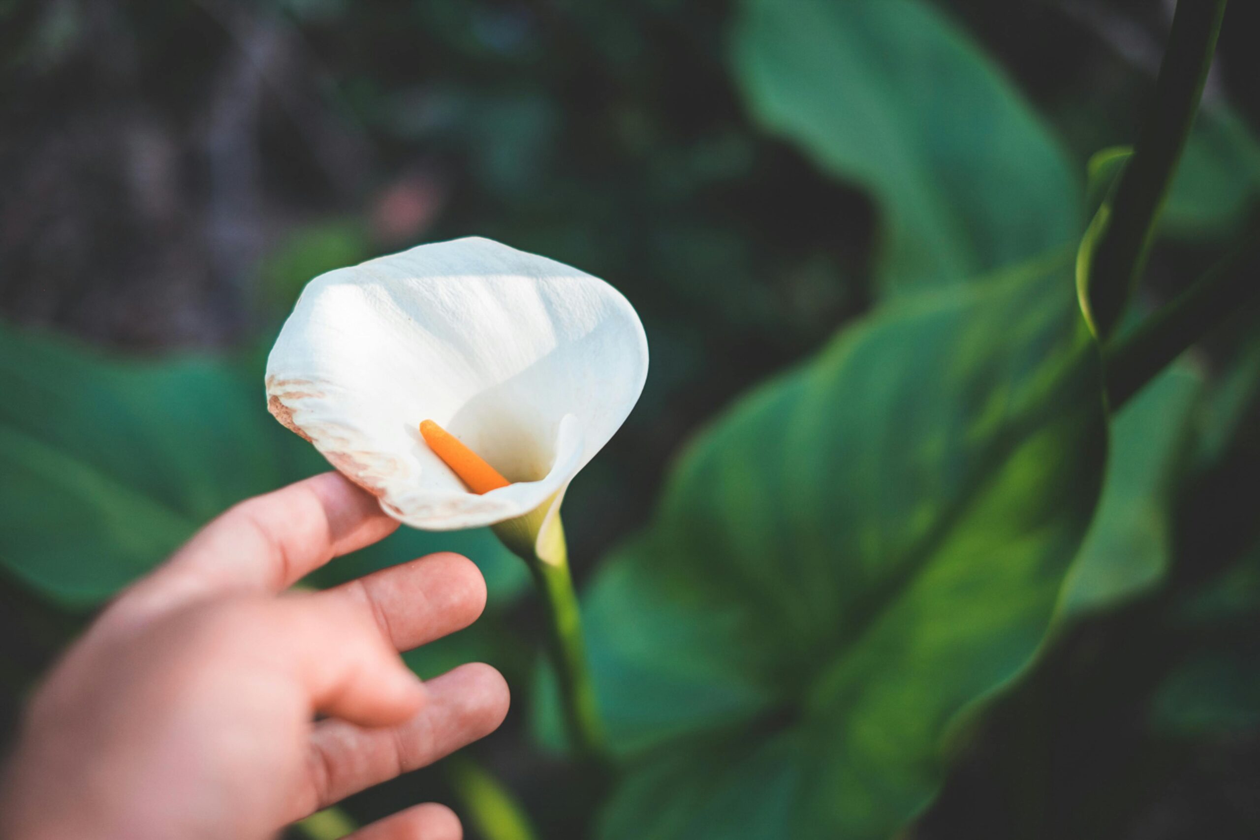 Wie pflege ich meine Calla Lilien im Wintergarten richtig?