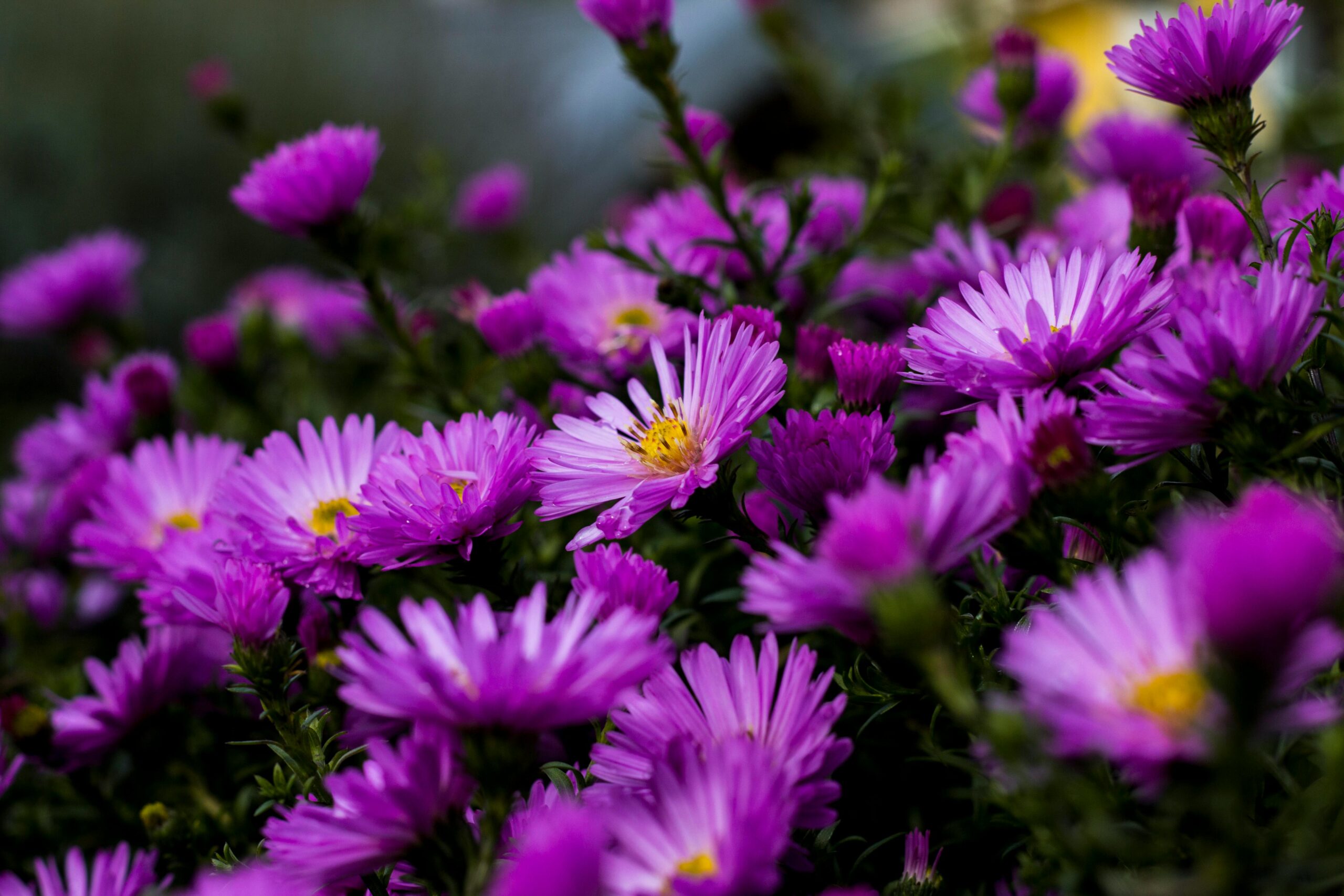 Wie stelle ich den Timer meiner Gardena AquaBloom Solar-Bewässerungssystem richtig ein?