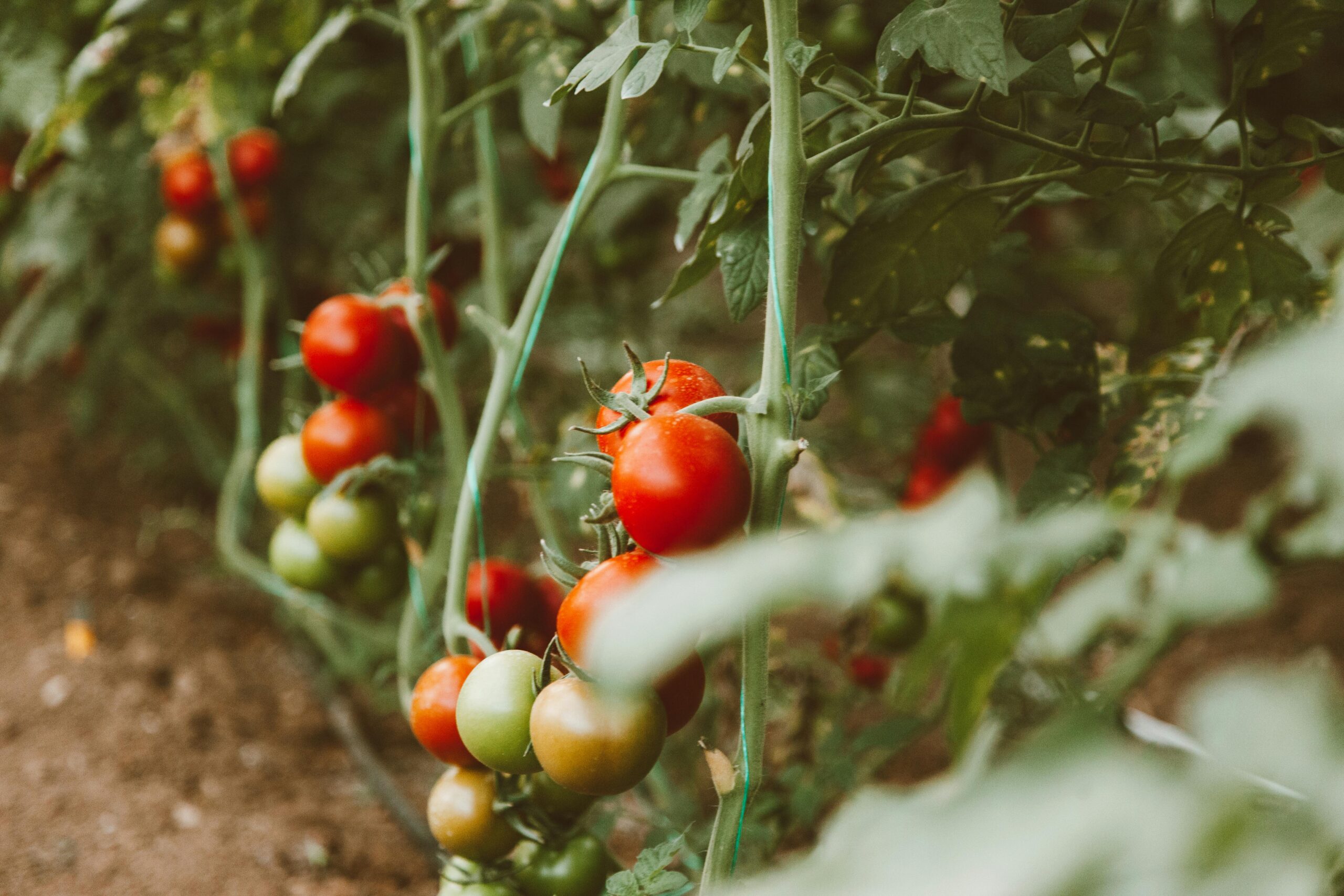 Welche Nährstoffe sind optimal für das Wachstum von Tomatenpflanzen im Gewächshaus?