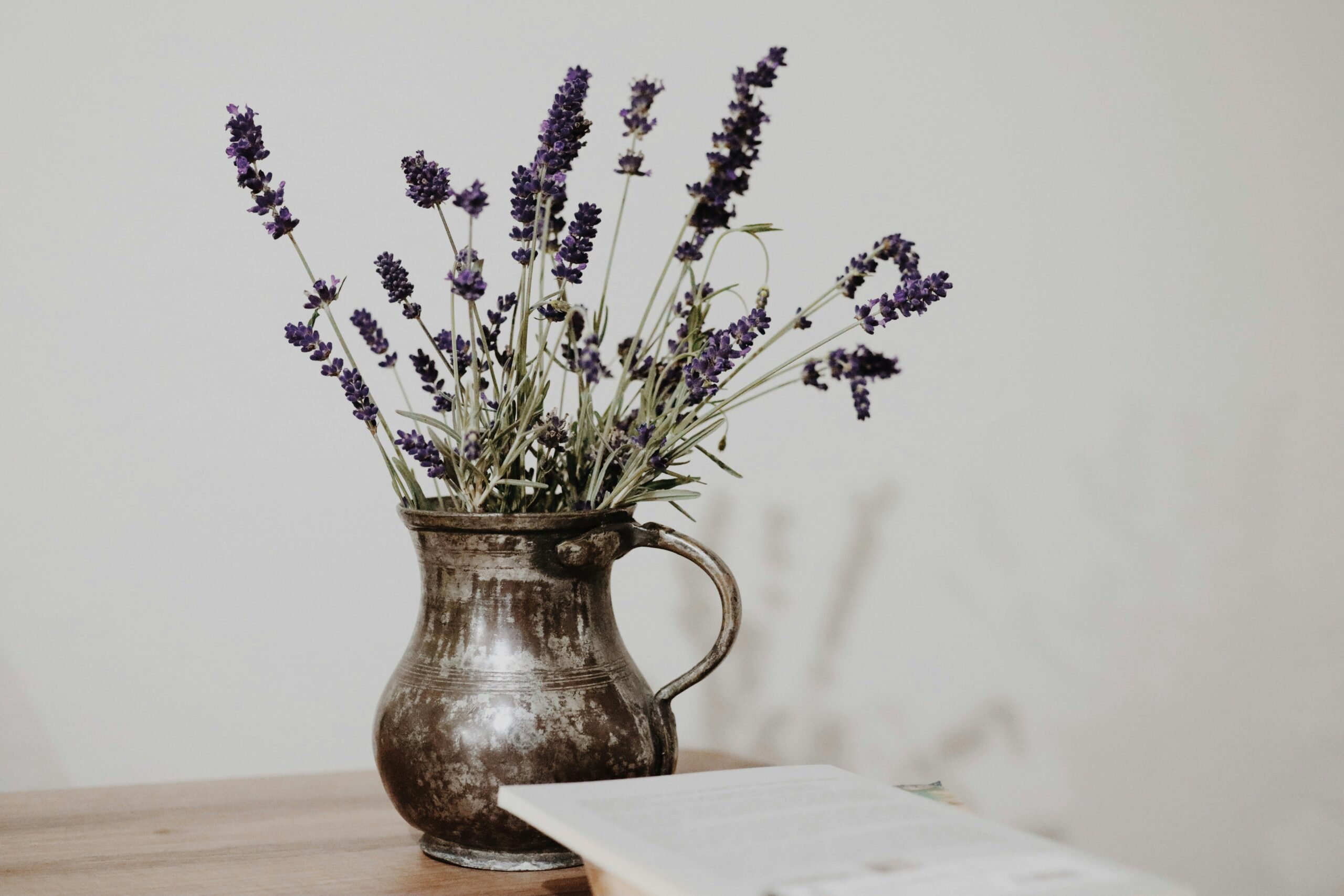 Welche Erde eignet sich am besten für die Anzucht von Lavendel im Innenbereich?