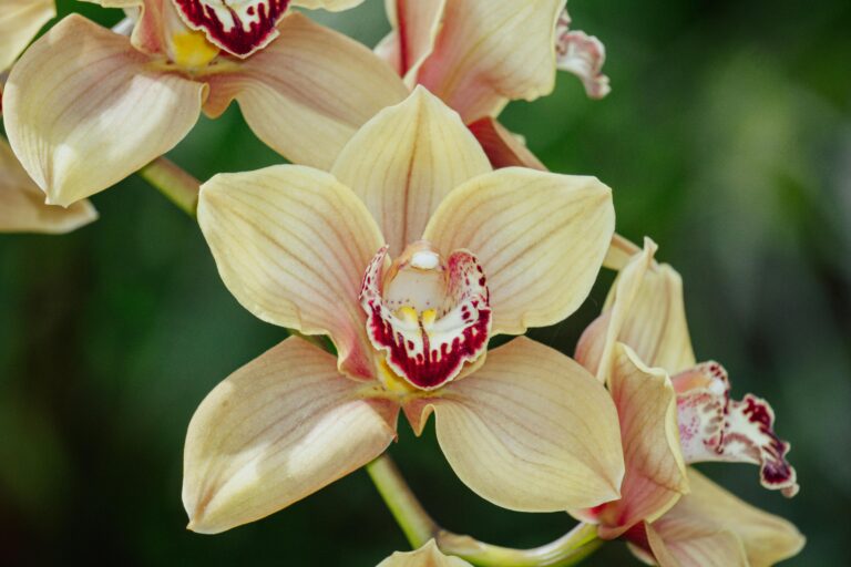Welche Erde eignet sich am besten für das Umtopfen von Cymbidium-Orchideen?