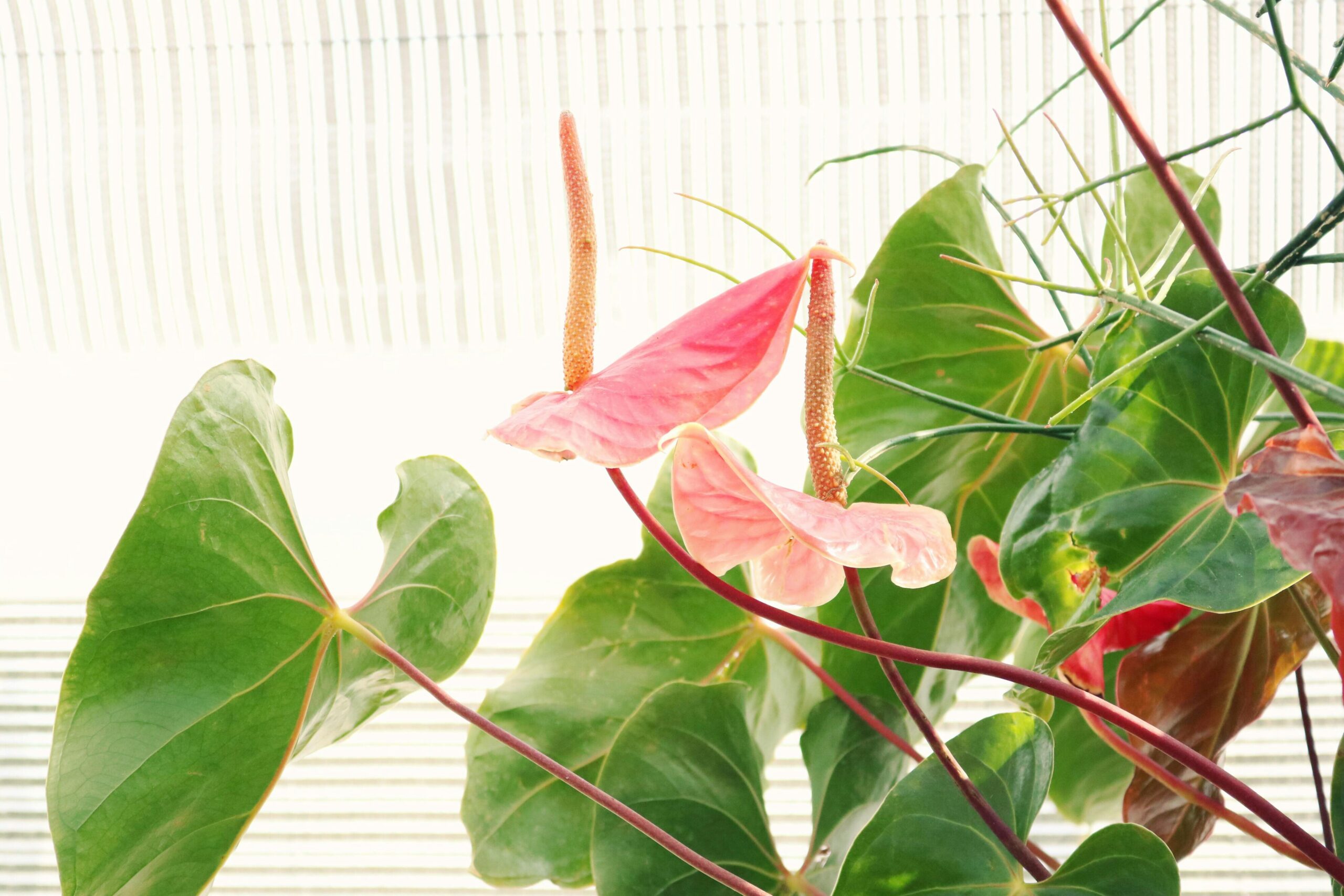 Welche Lichtverhältnisse sind ideal für die Pflege von Anthurien im Wohnzimmer?