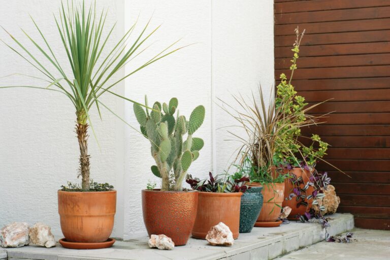 Welche Beleuchtungsoptionen sind ideal für eine Dracaena Marginata in einem Büro?
