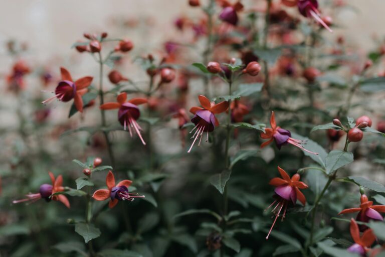 Welche Erde eignet sich am besten für die Pflege von Fuchsien im Innenbereich?