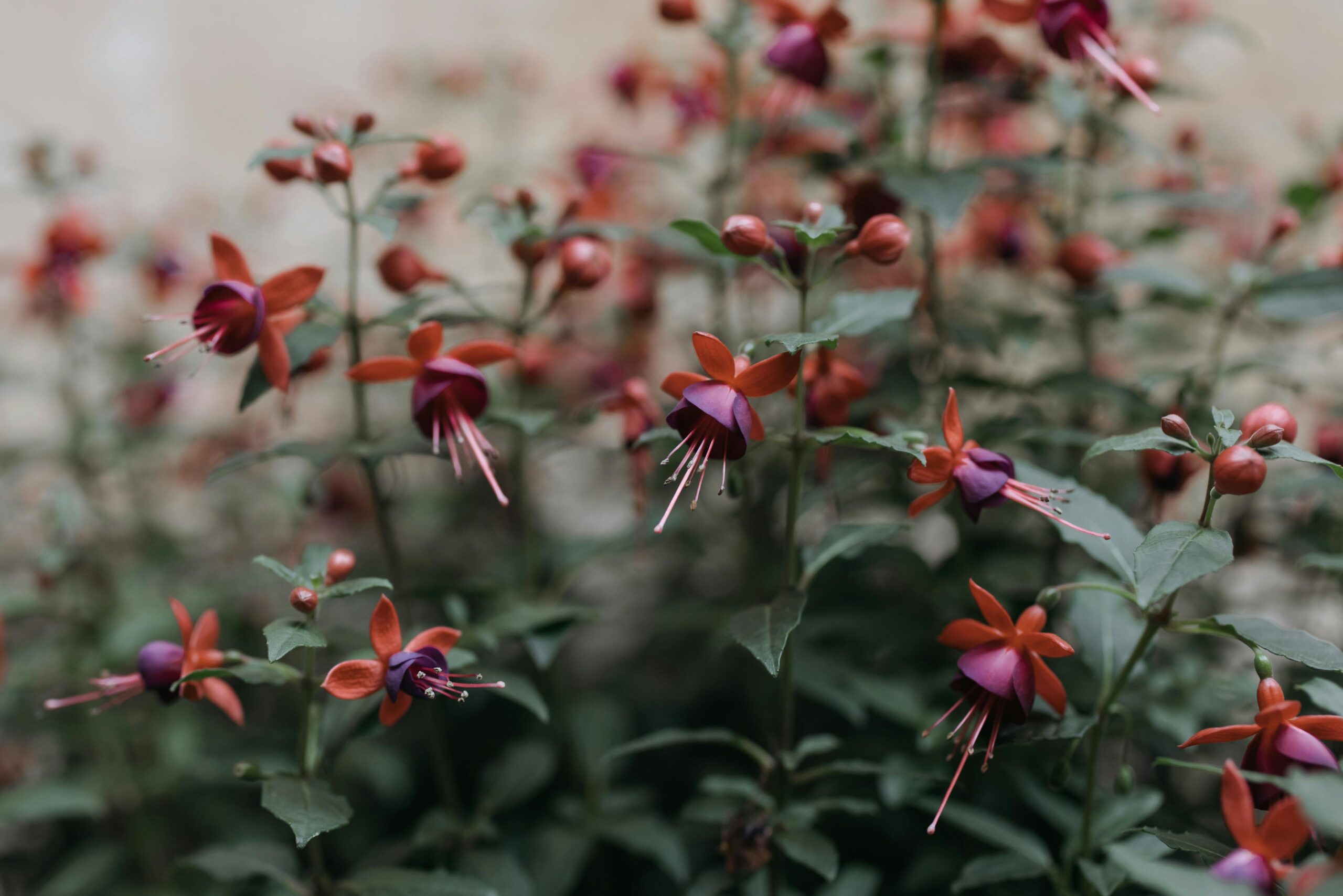 Welche Erde eignet sich am besten für die Pflege von Fuchsien im Innenbereich?