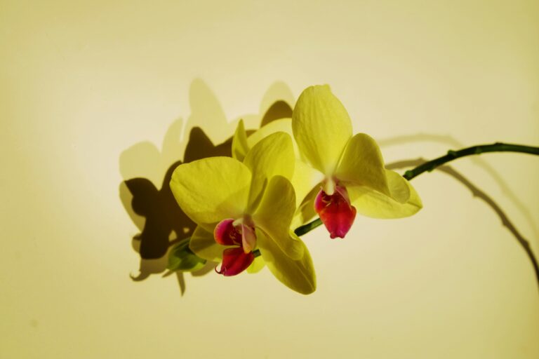 Welche Pflege benötigen Orchideen im Sommer?